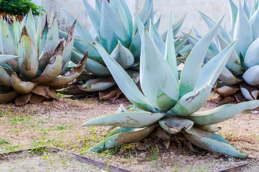 Photograph of some Green maguey traditional nativr mexican plants