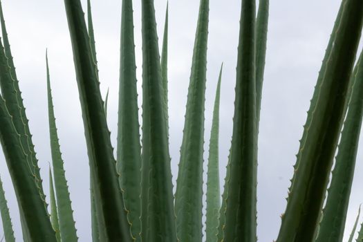 Detail of some maguey plants