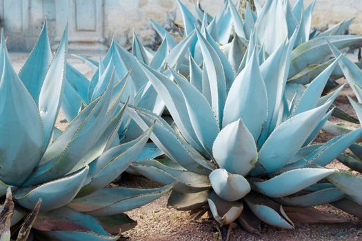 Photograph of some Green maguey traditional nativr mexican plants