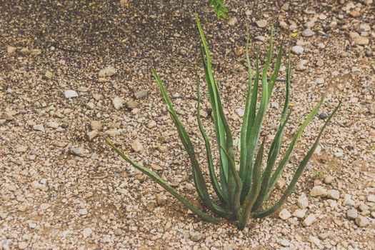 Detail of some maguey plants