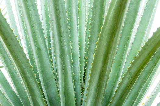 Detail of some maguey plants