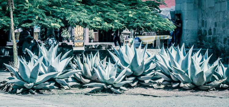 Detail photograph of some maguey plants