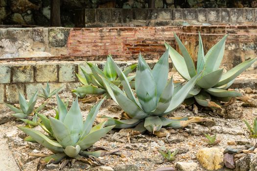 Detail of some maguey plants