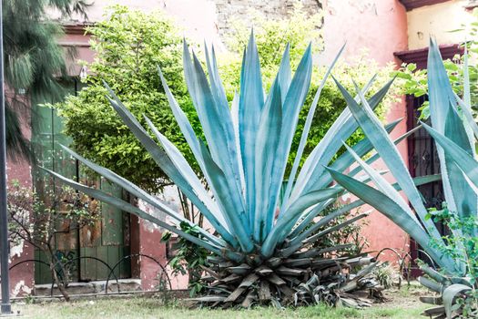 Photograph of some maguey traditional mexican green plants