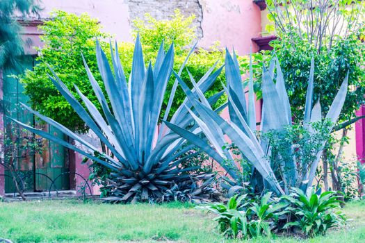 Photograph of some maguey traditional mexican green plants