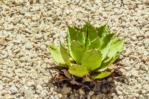 Detail photograph of some succulent cactaceae