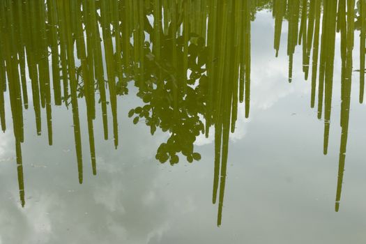 Photograph of some cactus reflecting on a lake surface
