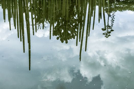 Photograph of some cactus reflecting on a lake surface