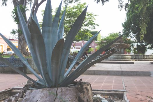 Photograph of some maguey traditional mexican green plants