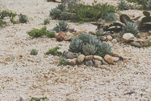 Detail photograph of some succulent cactaceae