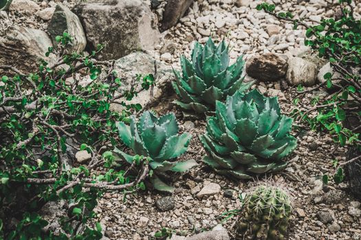 Detail photograph of some succulent cactaceae