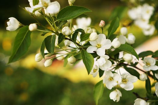 Beautiful flowers on the apple tree in nature - bright summer colors