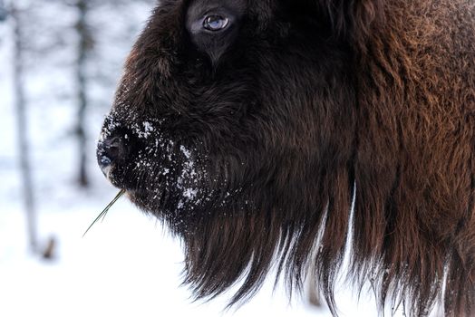 European bison (Bison bonasus) Close Up Portrait at Winter Season.
