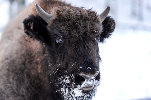 Young European bison (Bison bonasus) Family Portrait Outdoor at Winter Season.