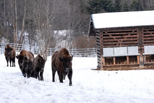 European bison (Bison bonasus) in Reserve at Muczne in Bieszczady Mountains, Poland at Winter Season.