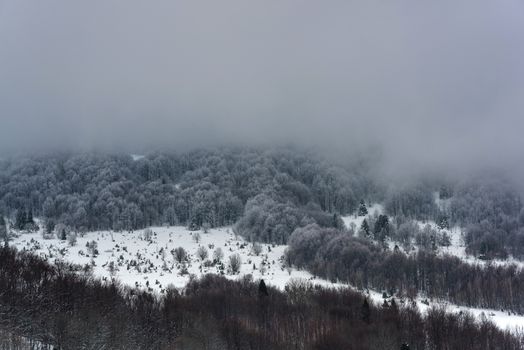 Moody and Dramatic Image of Snow Covered Woodlands at Hill in Bieszczady, Poland.