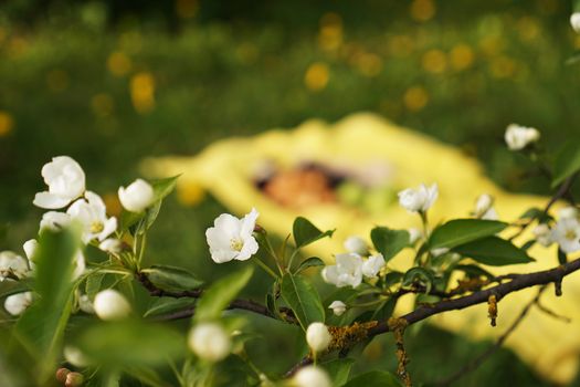 Beautiful flowers on the apple tree in nature - bright summer colors