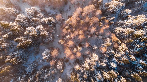 Beautiful Sunlight in Winter Wonderland. Trees Covered in Snow. Top Down View.