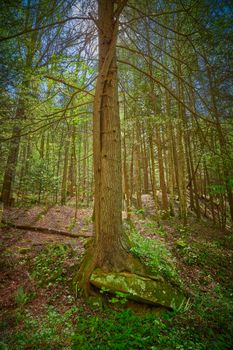 Hemlock tree growing around large sandstone boulder on forest lfloor.