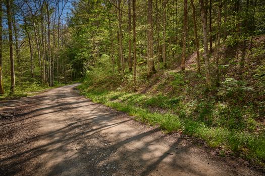 Gravel forest service road through a lush forest.