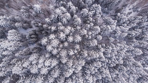 Snow Covered Pine Forest at Winter, Aerial Drone Top Down View.