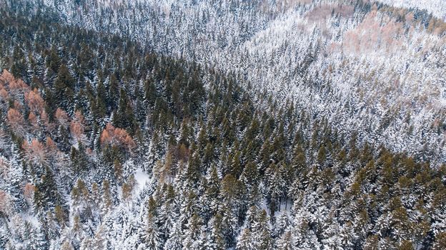 Woodlands on Hills Covered in Fresh Snow. Aerial Drone View.