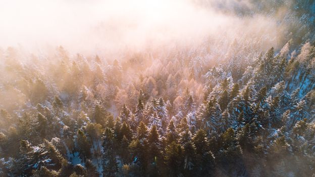 Moody Image of Winter Forest at Sunrise with Fog and Sunlight Beams. Aerial Drone View