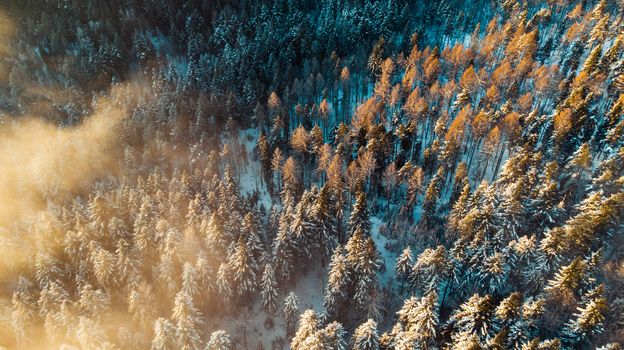Foggy Morning at Cold Winter. Snowy Pine Trees in Woodland. Aerial View.