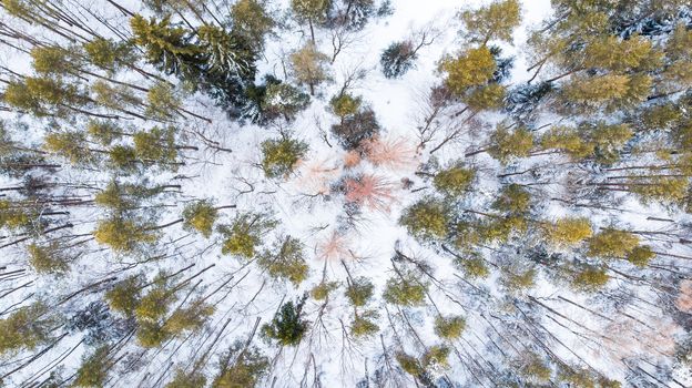 Spruce Trees in Winter Forest, Aerial Drone Top Down View.