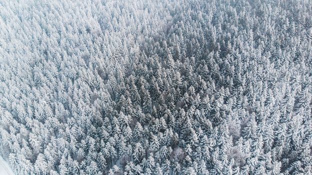 Abstract Winter Wonderland. Pine Trees Snow Covered. Aerial Drone view.