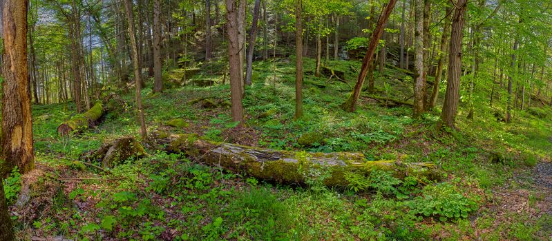 Panoroma of moss covered logs laying on forest foor in Daniel Boone National Forest.