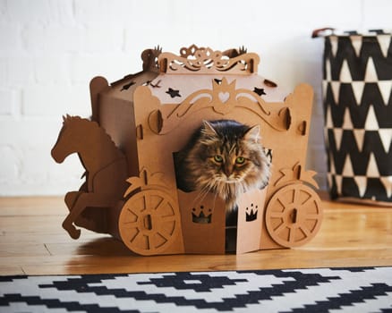 The fluffy cat sitting in a cardboard carriage.