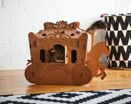 The fluffy cat sitting in a cardboard carriage.