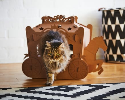 The fluffy cat play in a cardboard carriage.