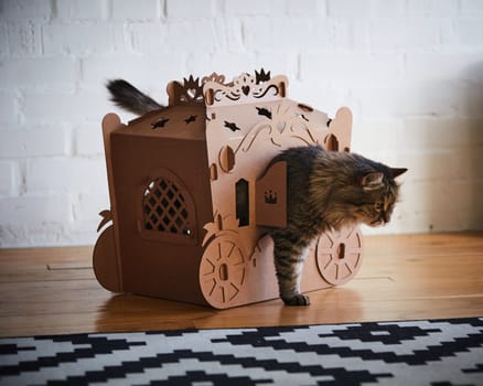 The fluffy cat play in a cardboard carriage.