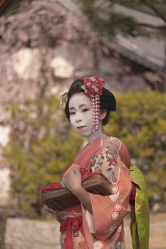 Maiko in a kimono walking in front of  a traditional Japanese temple surrounded by cherry blossoms and pine trees.