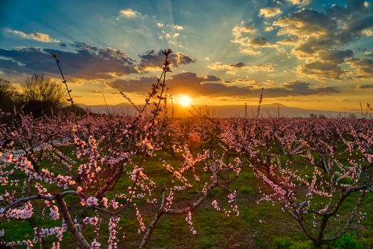 Aerial view of the orchard of bloomed peach trees at sunset in spring in the plain of Veria in northern Greece