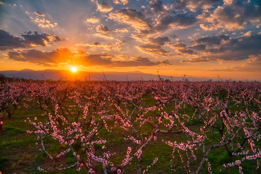 Aerial view of the orchard of bloomed peach trees at sunset in spring in the plain of Veria in northern Greece