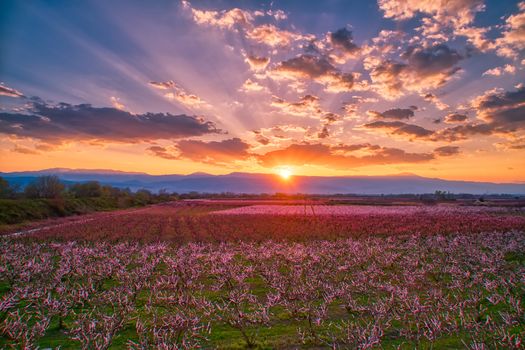 Aerial view of the orchard of bloomed peach trees at sunset in spring in the plain of Veria in northern Greece