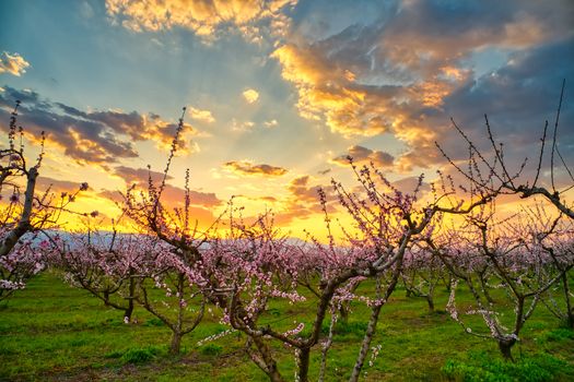 Aerial view of the orchard of bloomed peach trees at sunset in spring in the plain of Veria in northern Greece