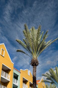Palm Tree at Red Resort in Curacao