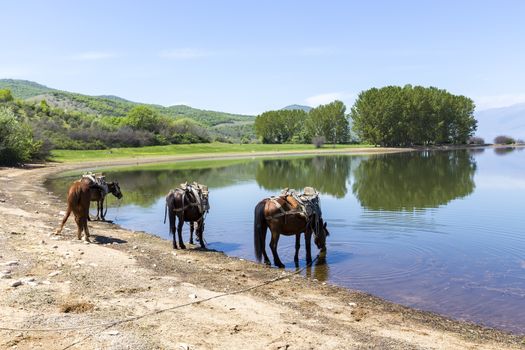  Horses drinking water in front of a lake.