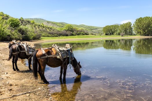  Horses drinking water in front of a lake.