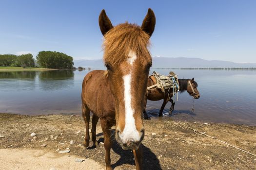 Horse looks at camera in front of a lake. 