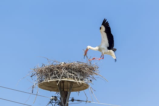 white storks in the nest on the elektrical pole blue sky (Ciconia)