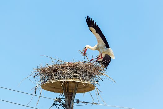 white storks in the nest on the elektrical pole blue sky (Ciconia)