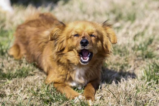 Cute little brown dog in a green field