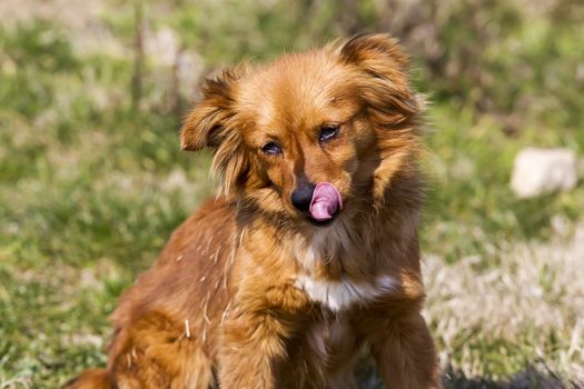 Cute little brown dog in a green field