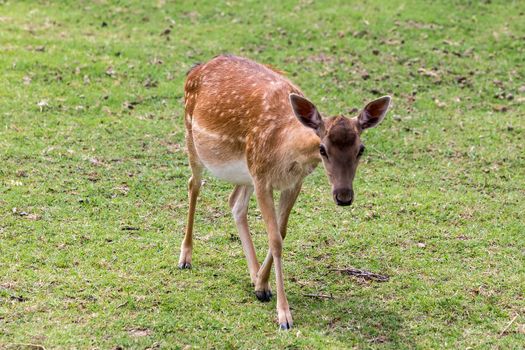 roe - deer in a meadow