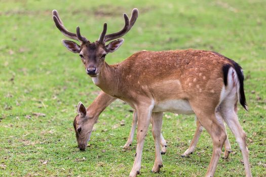 roe - deer in a meadow